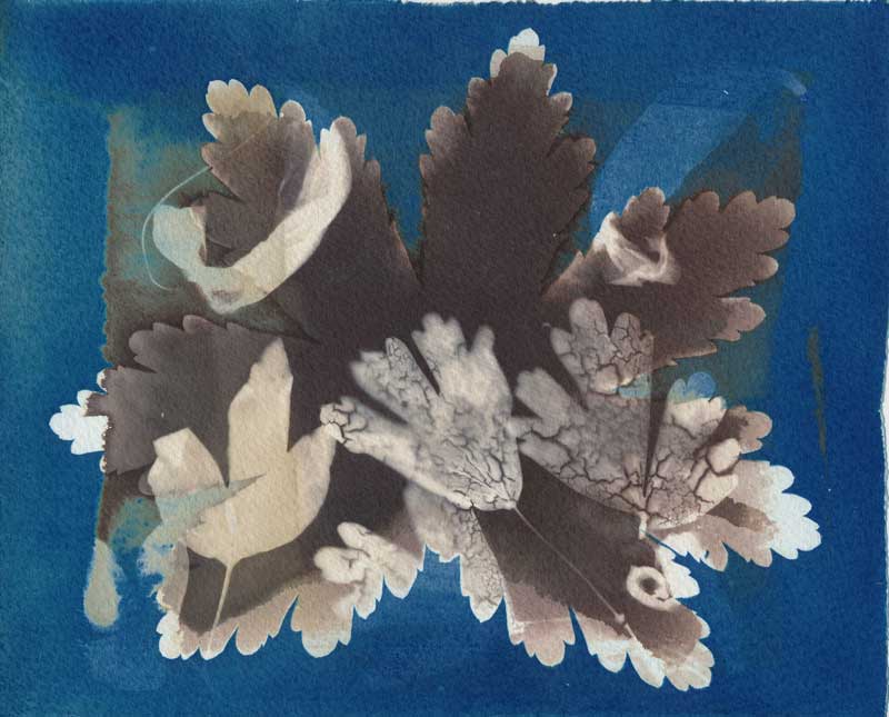 VDB and Cyanotype Leaves
