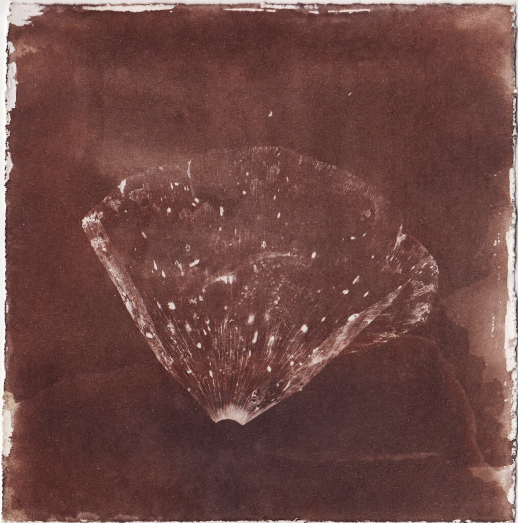 Van Dyke Brown poppy photogram by E Robson