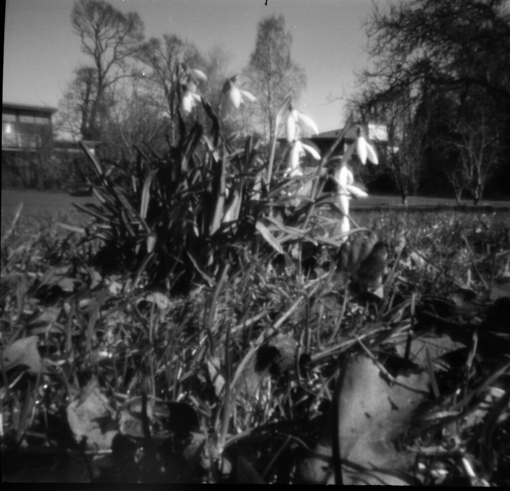 Pinhole Snowdrops by Ali Millar